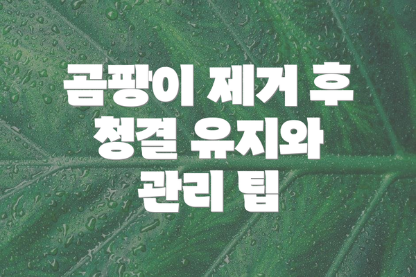 곰팡이 제거 후 청결 유지와 관리 팁