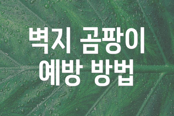 벽지 곰팡이 예방 방법