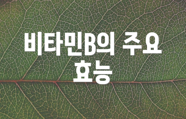 비타민B의 주요 효능